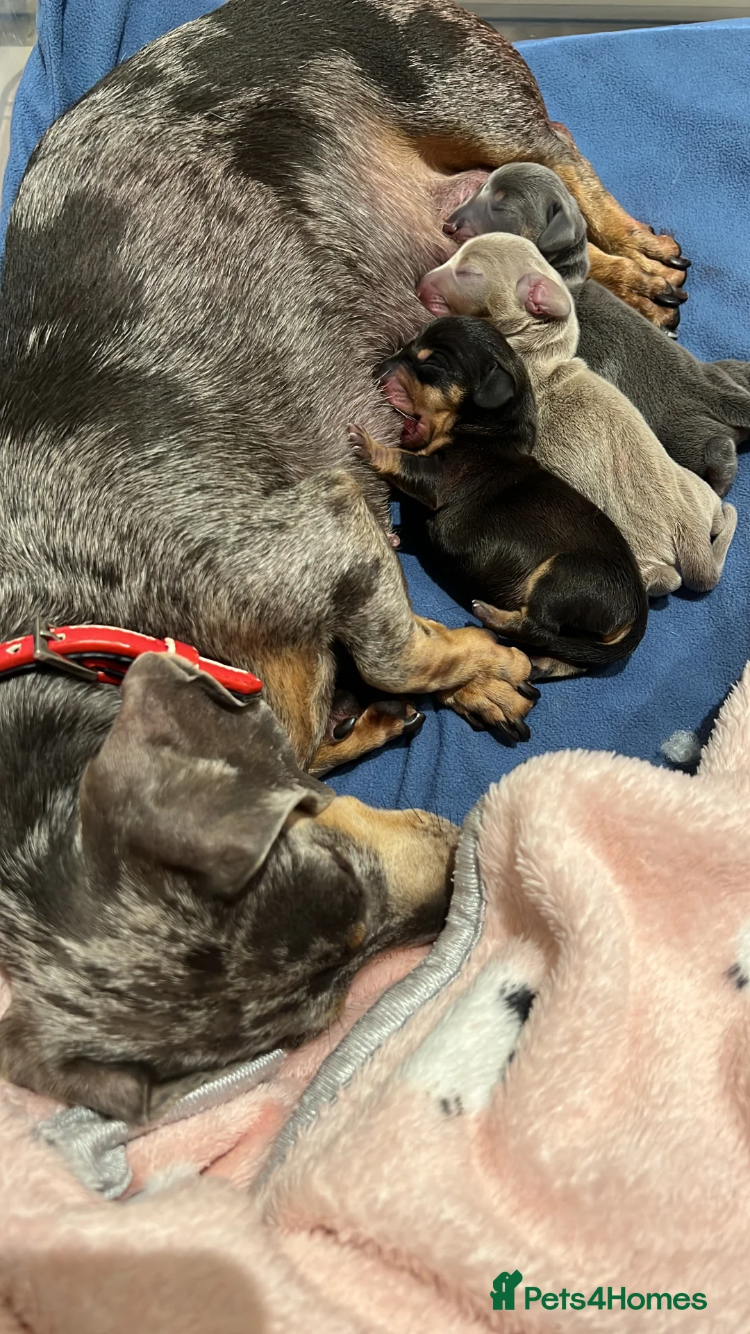 Miniature Dachshund dogs for sale: Kc reg miniature smooth haired dachshund  - Advert 2