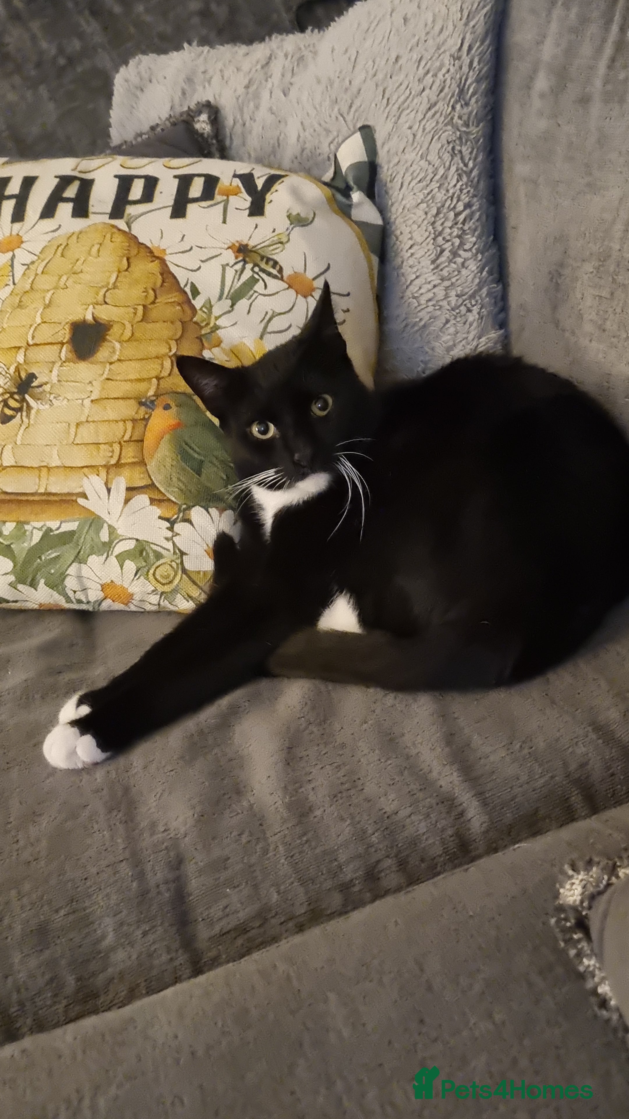 Domestic Shorthair cats Lovely Black & White Male Kitten - Advert 1