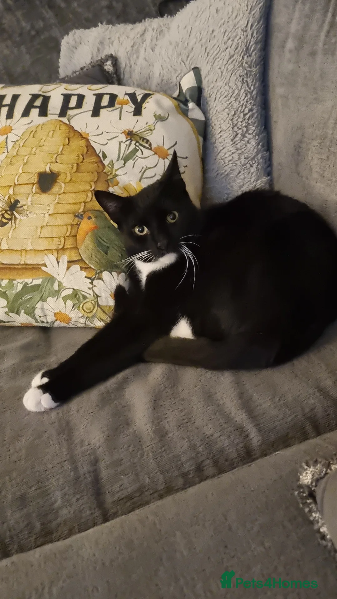 Domestic Shorthair cats for sale: Lovely Black & White Male Kitten - Advert 1