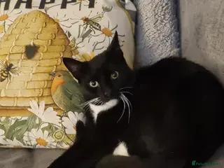 Domestic Shorthair cats Lovely Black & White Male Kitten - Advert 1