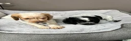 Cocker Spaniel dogs for sale: Top Quality KC Reg Roan working cocker puppies - Advert 5