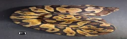 Python Snake reptiles for sale: Royal Pythons Male and Females  - Advert 20