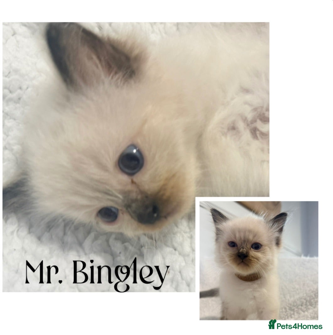Ragdoll cats Chocolate Ragdolls  - Advert 2