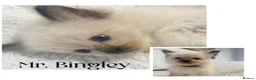 Ragdoll cats for sale: Chocolate Ragdolls  - Advert 1