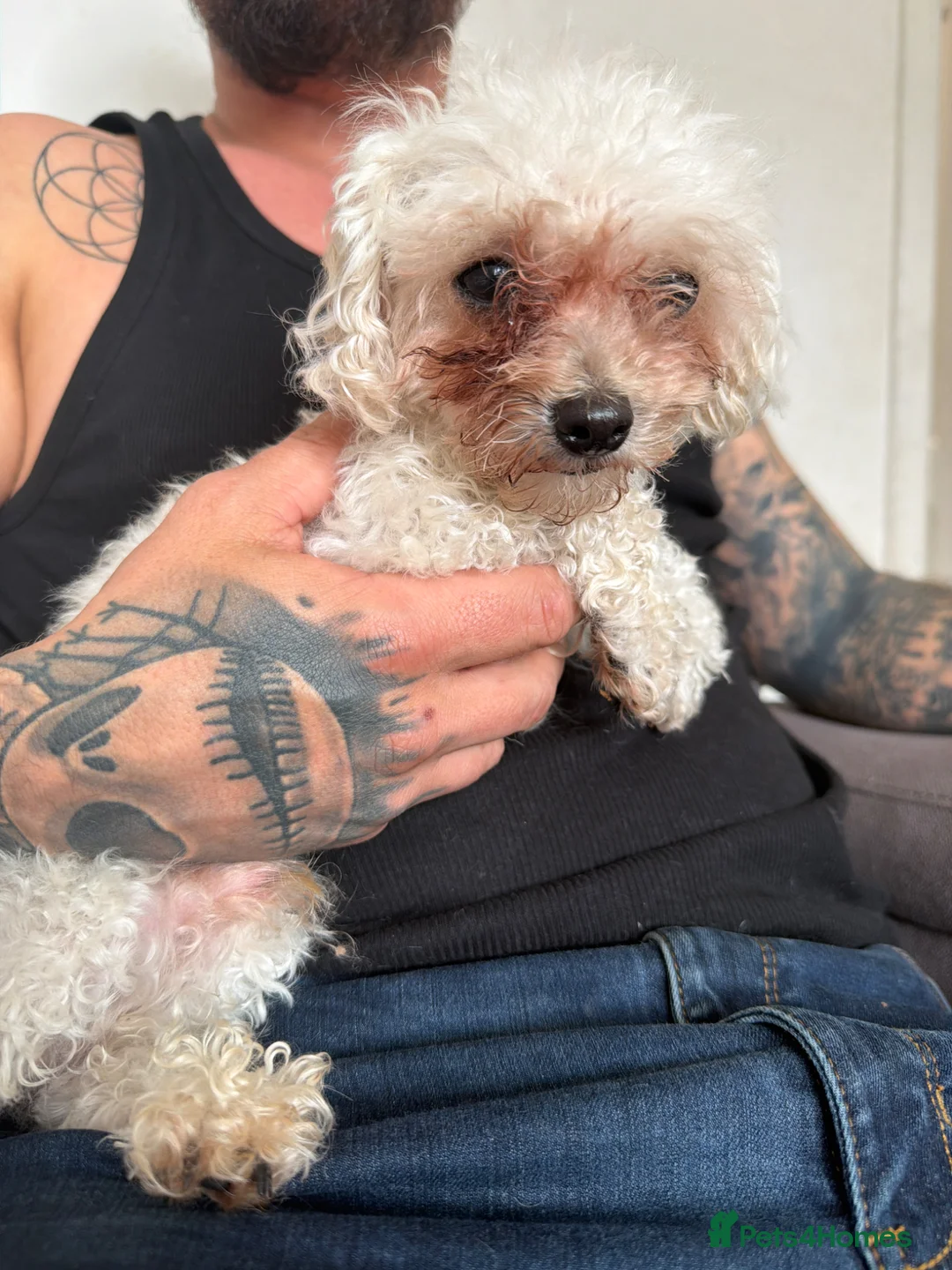 Poochon dogs for sale: Rehoming Sunny  in Nottingham - Advert 1