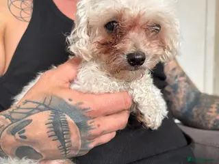 Poochon dogs Rehoming Sunny - Advert 1