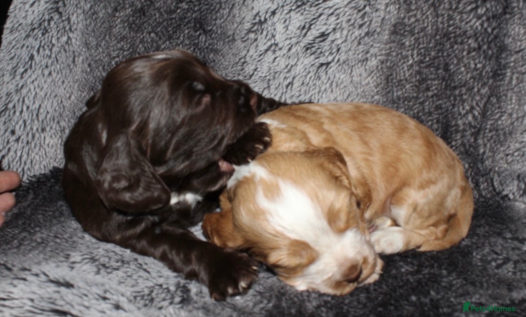 Cocker Spaniel dogs for sale: Beautiful KC reg Cocker Spaniel Pups - Image 10