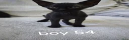 Mixed Breed cats for sale: Mixed sphinx kittens for sale  in Rotherham - Advert 7