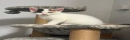 Persian cats for sale: Stunning persian kittens - Advert 21