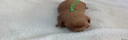 Cavapoo dogs for sale: F1 CAVAPOO PUPPIES  in Stevenage - Advert 23