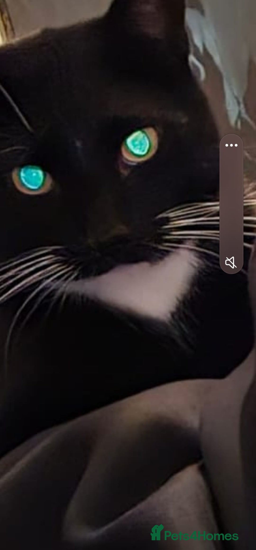 Mixed Breed cats for sale: Steven King - Advert 3