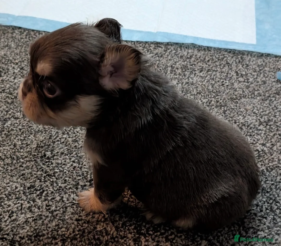 French Bulldog dogs for sale: 🔥 Unbelievable litter of 11 French Bulldogs 😍 in Barnsley - Advert 12