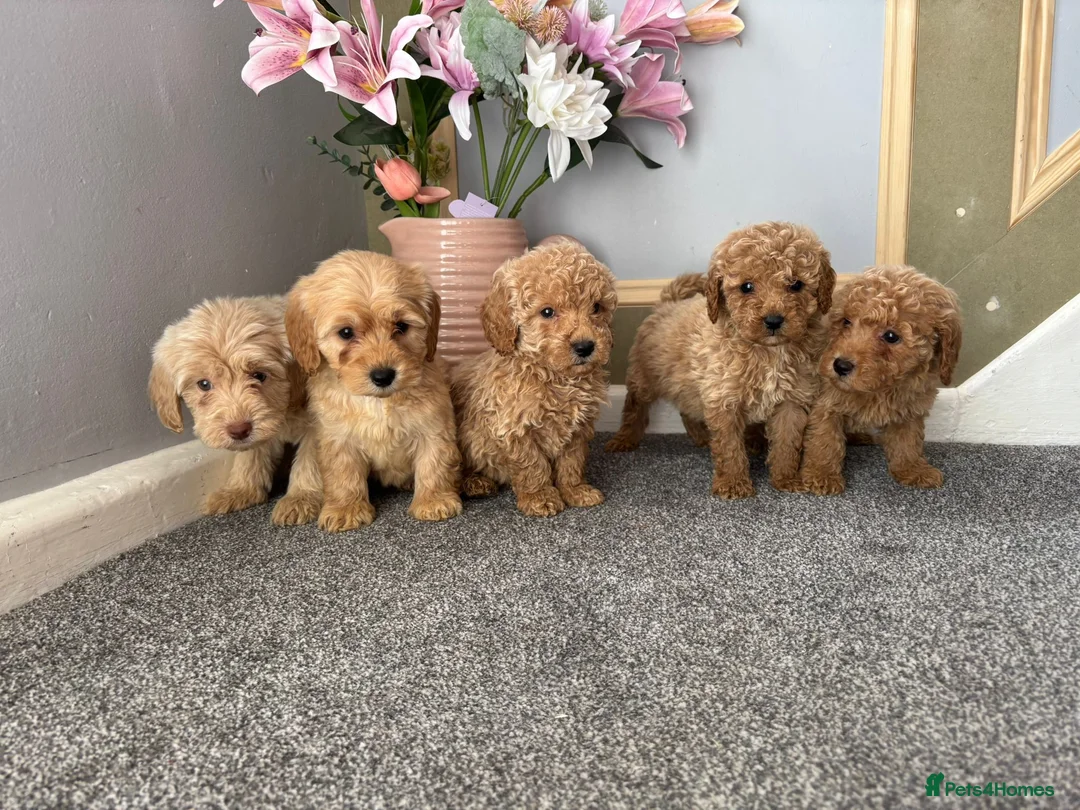 Coton De Tulear dogs for sale: Coton noodles puppies ready now  - Advert 17