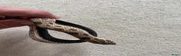 Mixed Breed reptiles for sale: Male Conda hognose - Advert 4