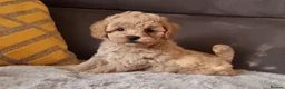 Shihpoo dogs for sale: Gorgeous Little Shihpoo Pups sold Fully Vaccinated - Advert 34