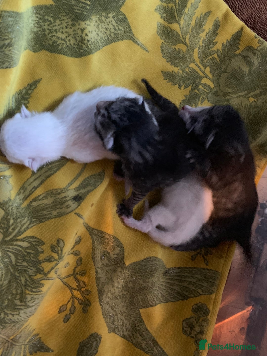Siamese cats for sale: 🐾✨ White Siamese Maggir Became a Mum! ✨🐾 - Image 4