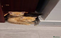 Domestic Shorthair cats for sale: 5 kittens  - Advert 4