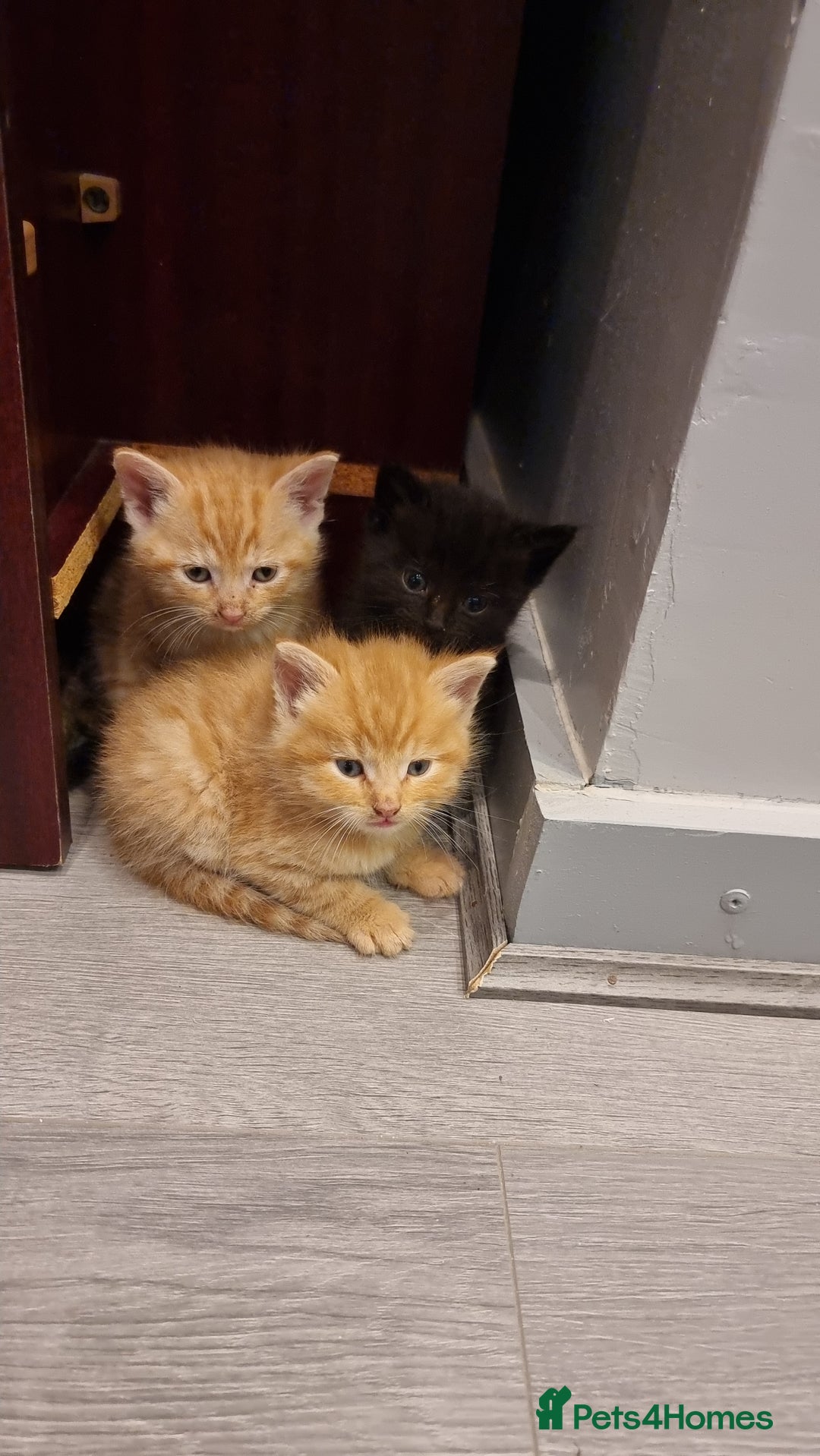Domestic Shorthair cats for sale: 5 kittens  - Advert 4