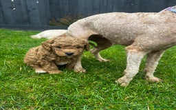 Toy Poodle dogs for sale: Gorgeous kc registered toy poodle pups  - Image 14