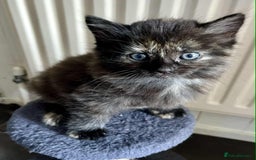 Mixed Breed cats for sale: Beautifull fluffy kittens  - Image 6