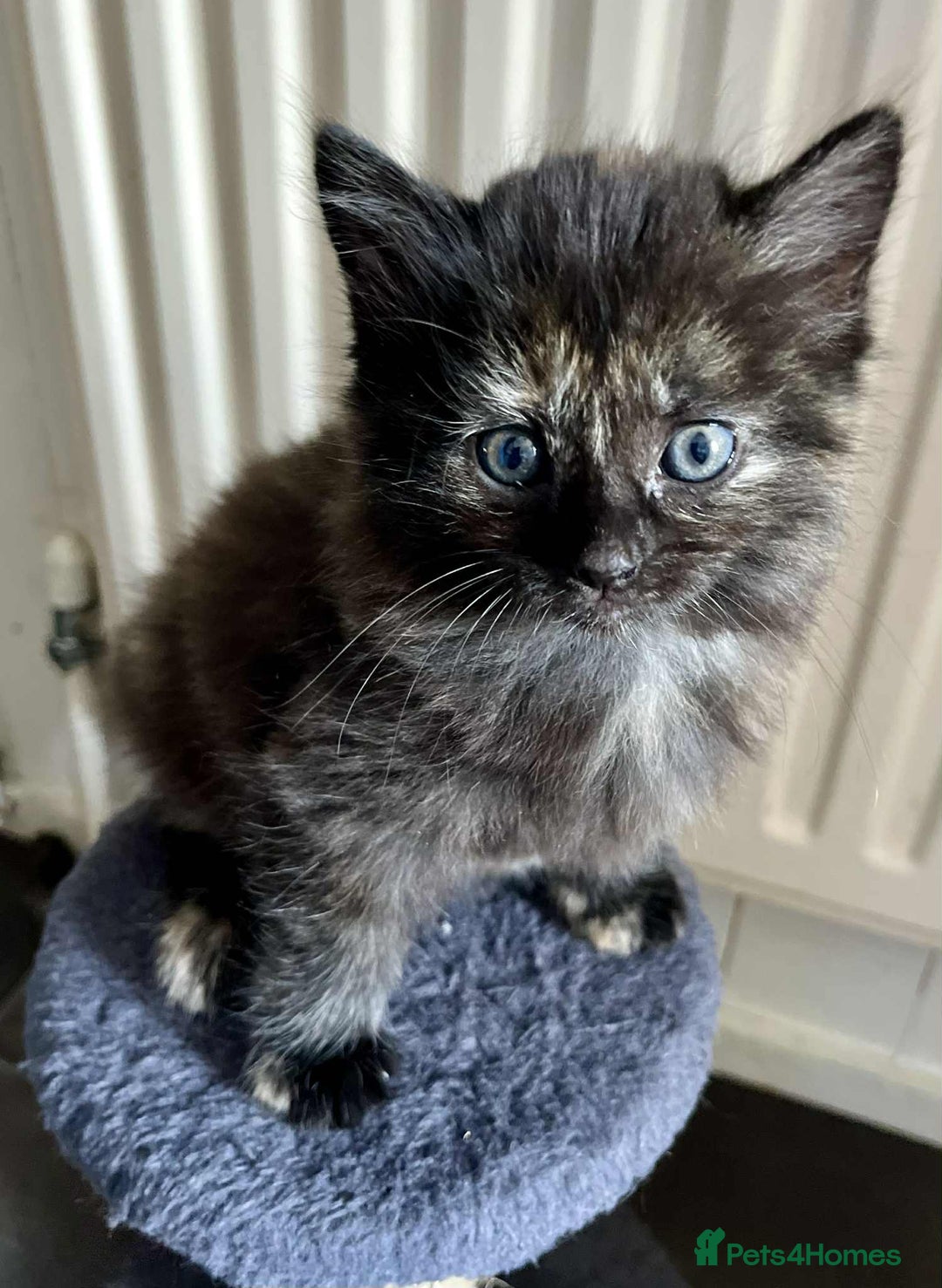 Mixed Breed cats for sale: Beautifull fluffy kittens  - Image 6