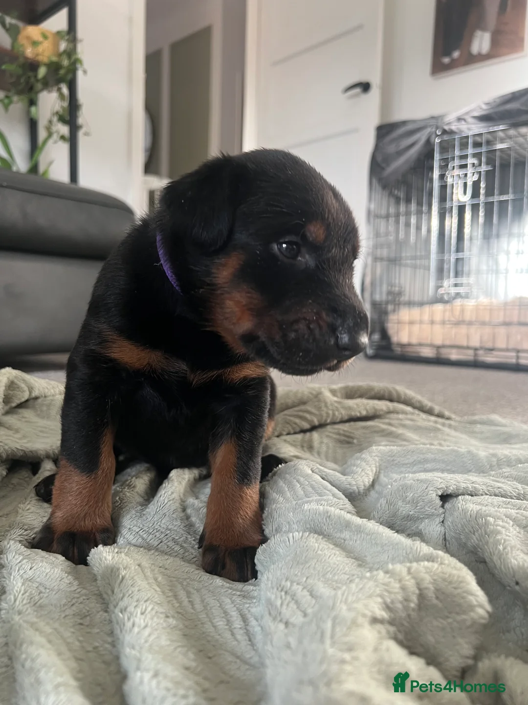 Mixed Breed dogs for sale: Adorable Doberman & Beauceron puppies for sale - Advert 25