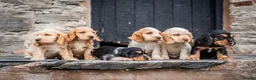 Cocker Spaniel dogs for sale: Show type KC reg puppies for sale.  - Advert 3