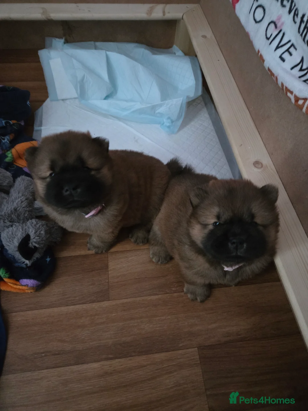 Chow Chow dogs for sale: READY NOW !!! KC REGISTERED CHOW CHOW GIRL - Advert 17