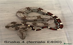 Boa Snake reptiles for sale: ✨ Stunning Red Tailed Suriname Boa’s (BCC) ✨ - Image 7