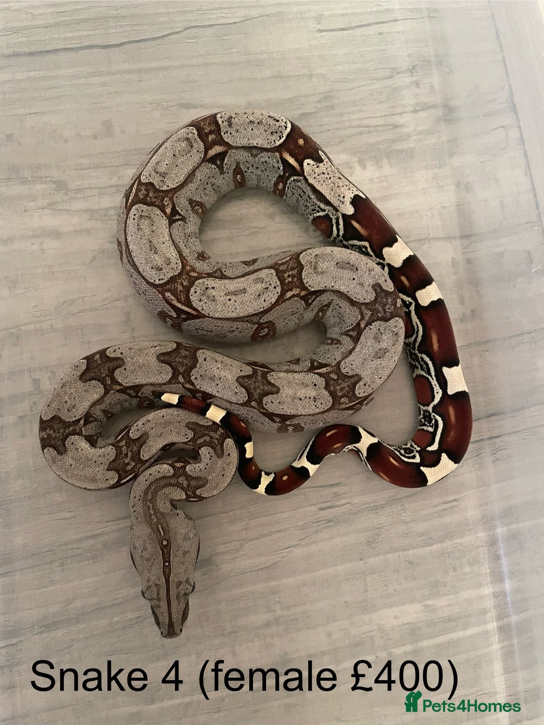 Boa Snake reptiles for sale: ✨ Stunning Red Tailed Suriname Boa’s (BCC) ✨ - Image 7