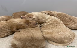 Cockapoo dogs for sale: Pra clear f1 cockpoo - Image 5