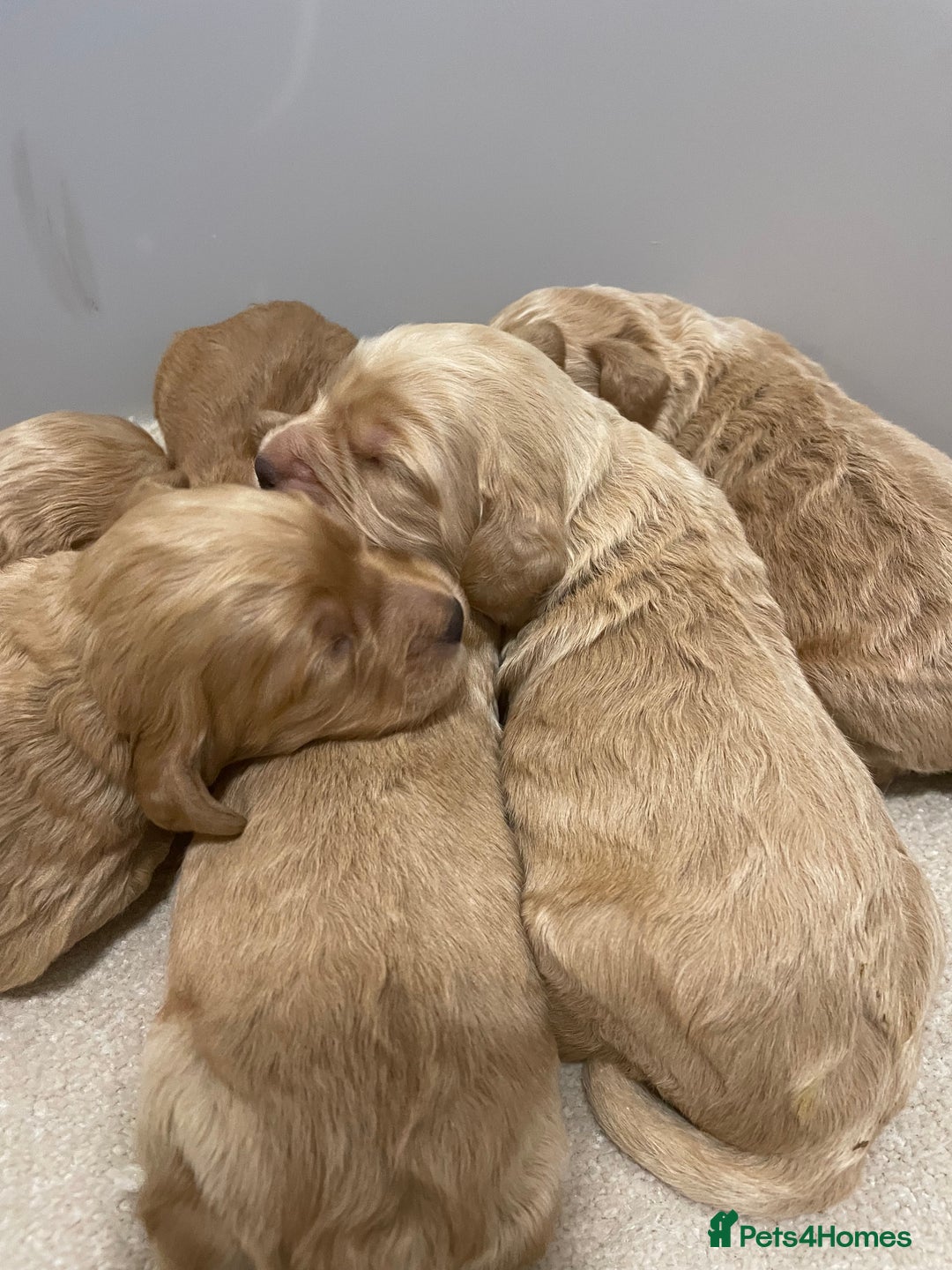 Cockapoo dogs for sale: Pra clear f1 cockpoo - Image 5