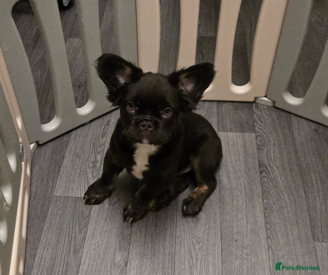 French Bulldog dogs for sale: 6 beautiful litter of French Bulldogs - Advert 2