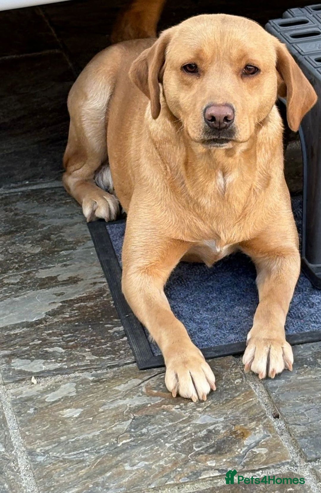 Labrador Retriever dogs for sale: Labrador puppies  - Image 2
