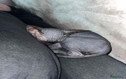 Sphynx cats for sale: Sphynx Boy including Everything Needed! - Image 3