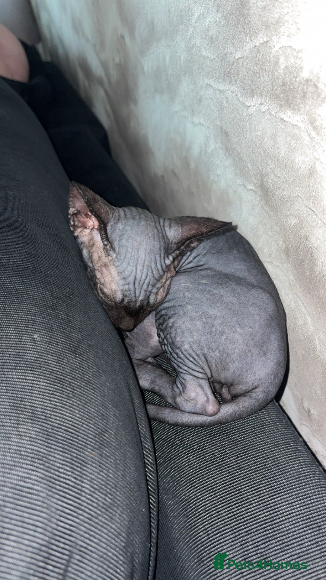 Sphynx cats for sale: Sphynx Boy including Everything Needed! - Image 3