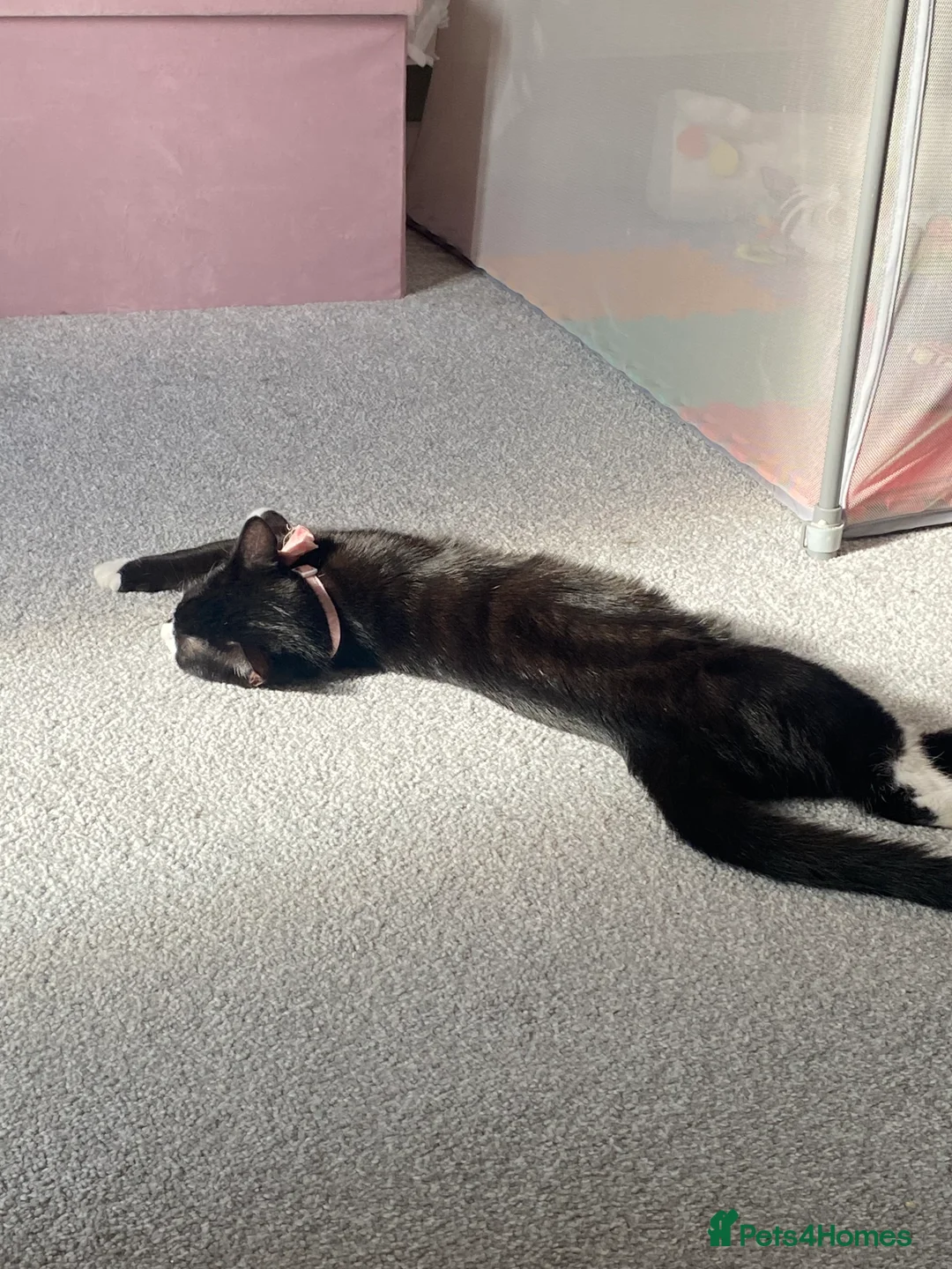 Mixed Breed cats for sale: Mixed Breed 7 month old Kitten available  in Reading - Advert 5