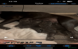 Mixed Breed dogs for sale: Beautiful pups - Image 2