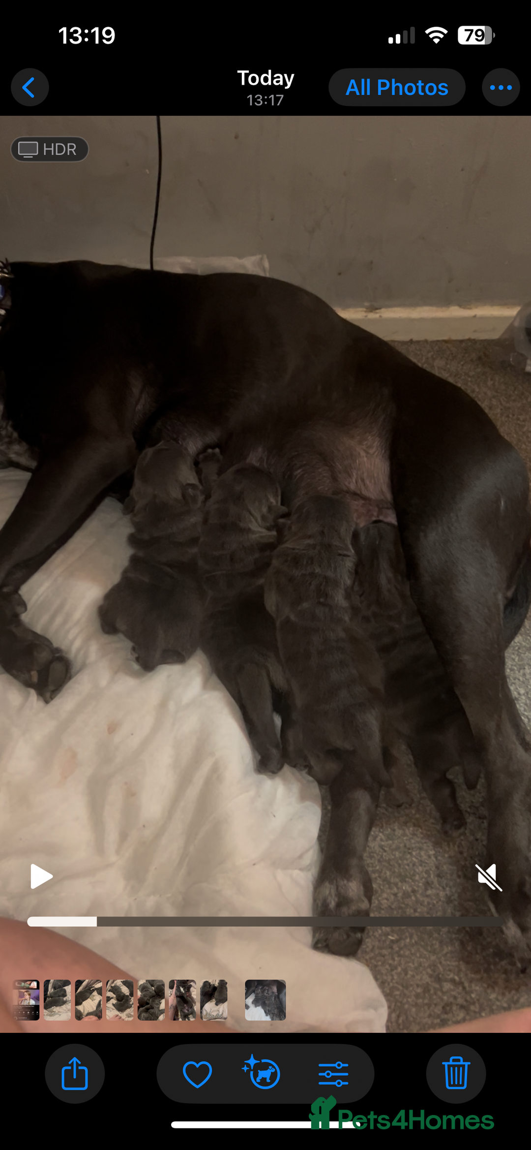 Mixed Breed dogs for sale: Beautiful pups - Image 2