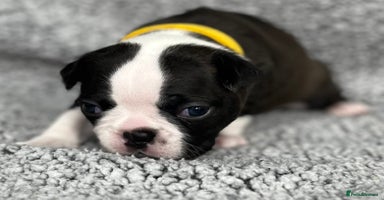 Boston Terrier dogs - Advert 4