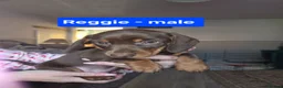 Dachshund dogs for sale: READY NOW Adorable Dachshund Puppies  - Advert 6