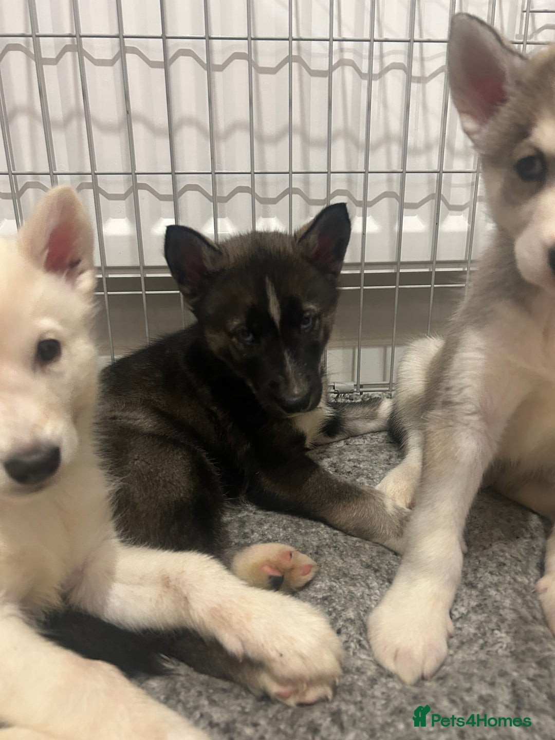 Siberian Husky dogs for sale: 3 x Siberian husky puppies  - Image 11
