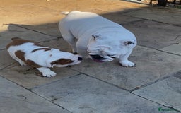 English Bulldog dogs for sale: Beautiful KC female puppy available  - Image 10