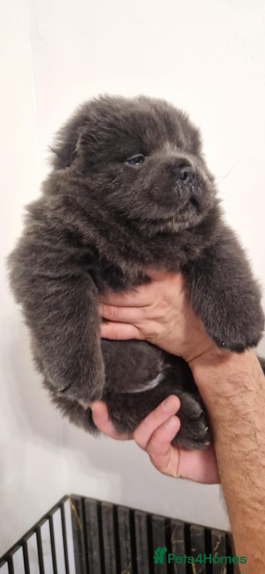 Chow Chow dogs 💙 CHOW CHOW 🧡 - Advert 1