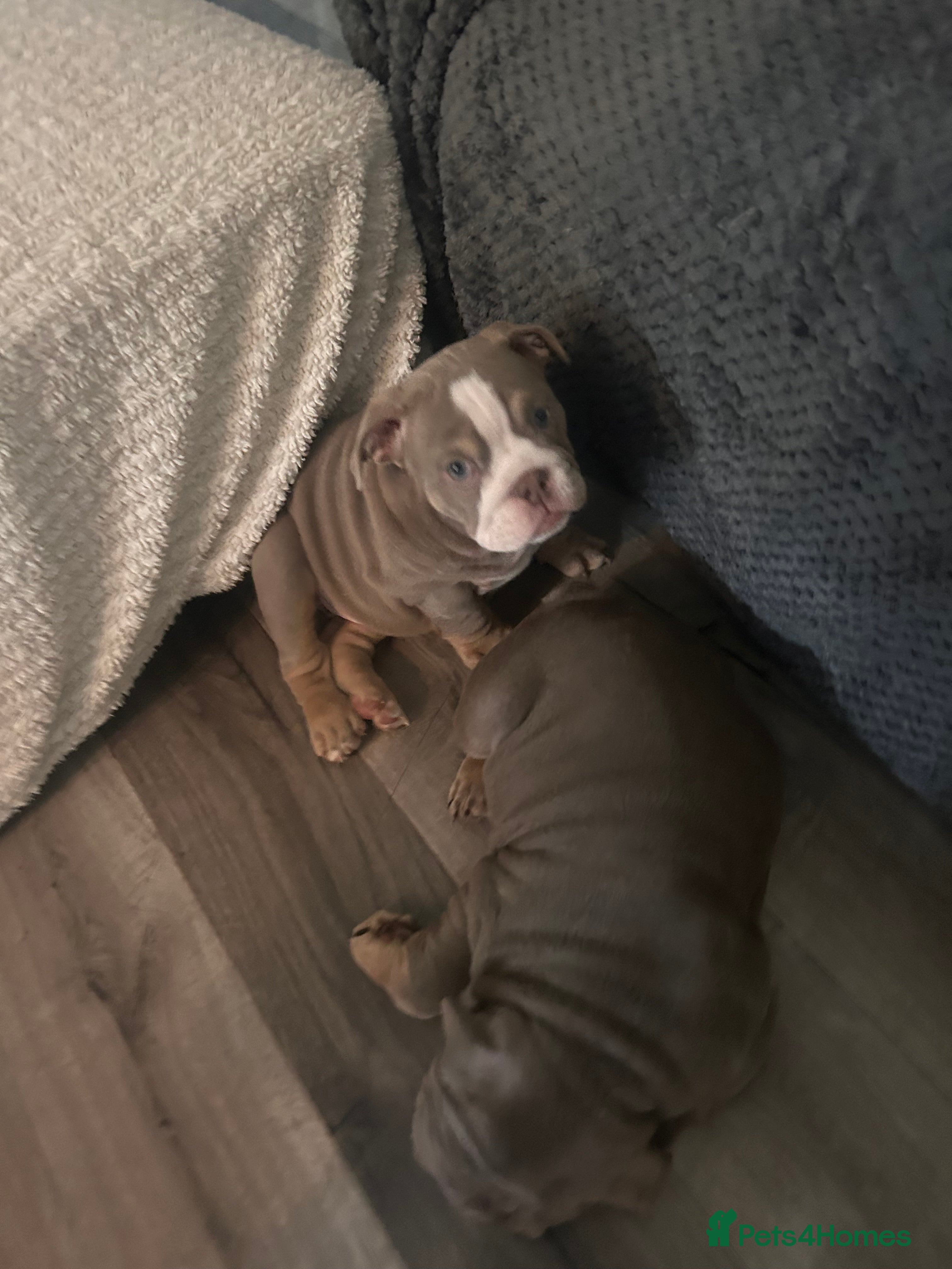 English Bulldog dogs Winnie’s amazing litter of 6 beautiful babies - Advert 2