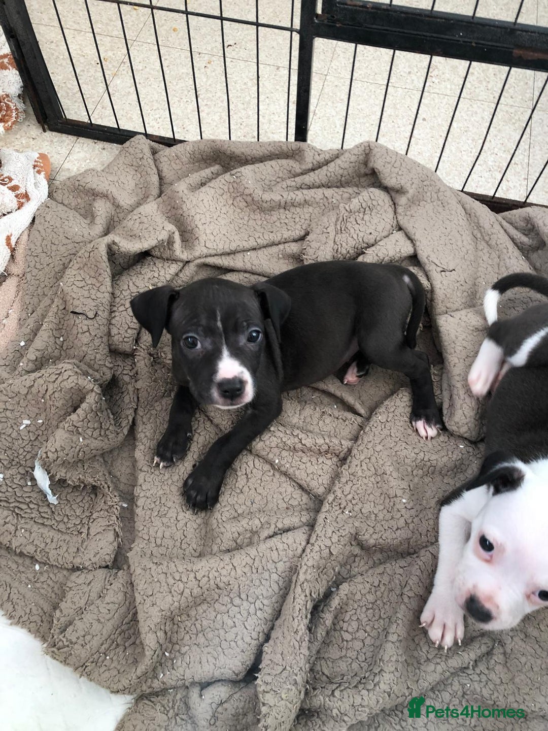 Staffordshire Bull Terrier dogs for sale: Black/ white/ grey staffies - Image 19