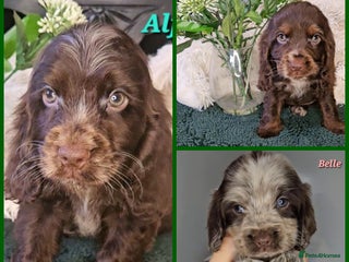 Cocker Spaniel dogs Exceptional Pedigree Show Type English Cockers - Advert 1
