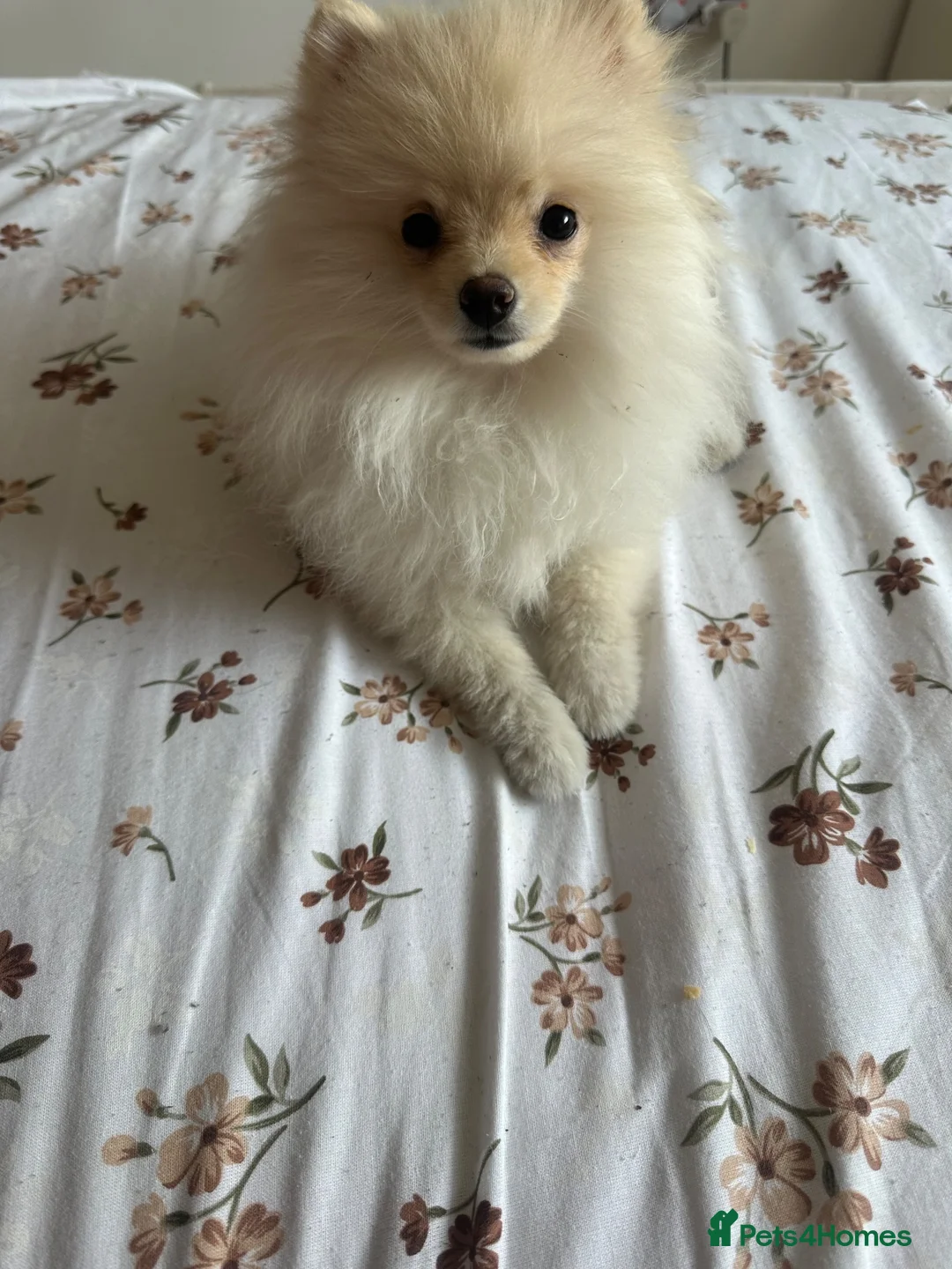 Pomeranian dogs for sale: Baby Lady - Advert 2