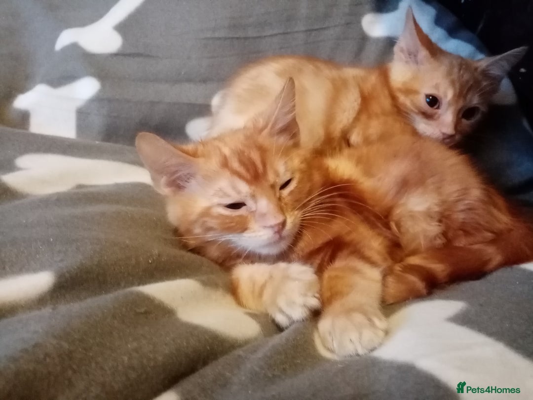 Mixed Breed cats for sale: Cute and Playful Kittens - Advert 23