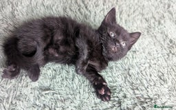 Mixed Breed cats for sale: Mixed coloured beautiful kittens 3 girls 3 boys  - Image 10